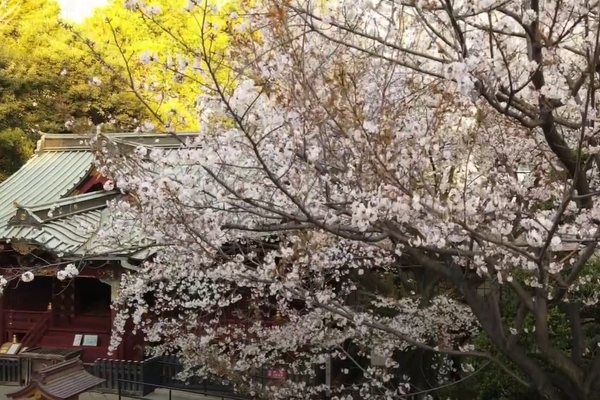 渋谷の金王八幡宮で桜の空撮を行いました！