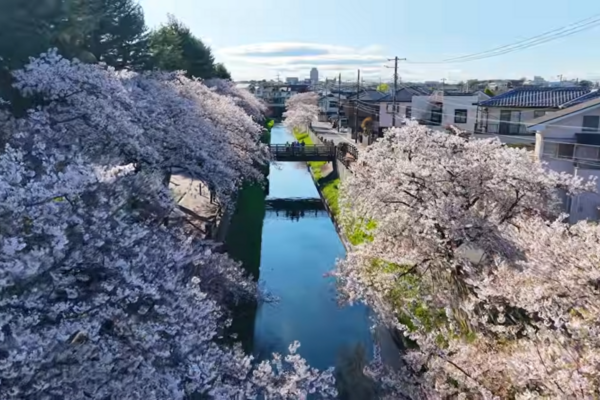 桜の空撮映像を公開しました！