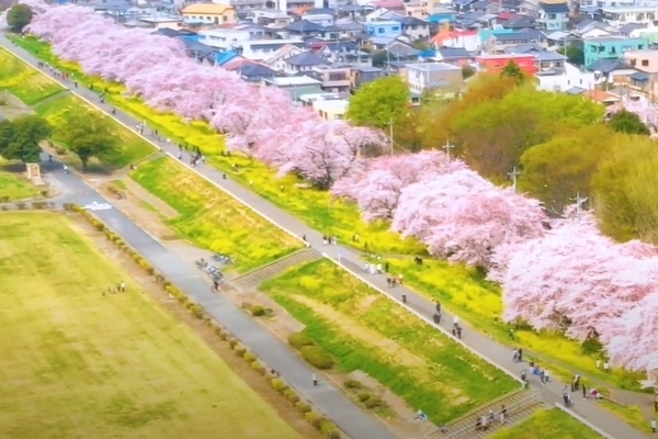 熊谷で桜の撮影を行いました！